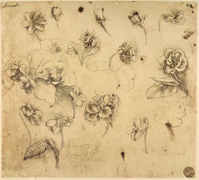 Study of Flowers by Leonardo da Vinci